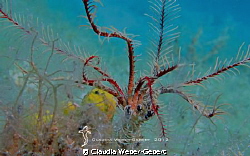 crinoid by Claudia Weber-Gebert 